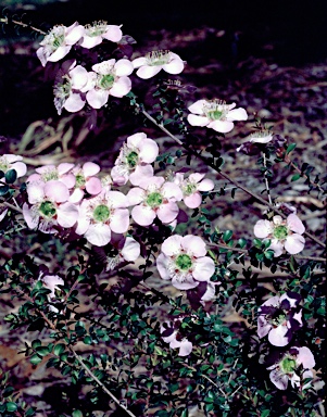 APII jpeg image of Leptospermum rotundifolium  © contact APII