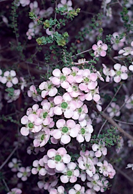 APII jpeg image of Leptospermum rotundifolium  © contact APII