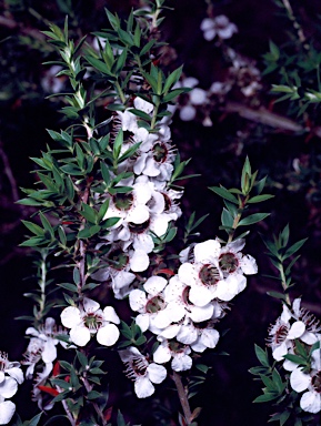 APII jpeg image of Leptospermum scoparium  © contact APII