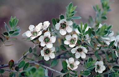 APII jpeg image of Leptospermum turbinatum  © contact APII