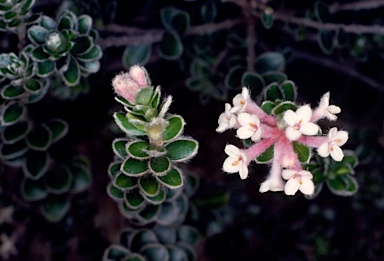 APII jpeg image of Pimelea alpina  © contact APII