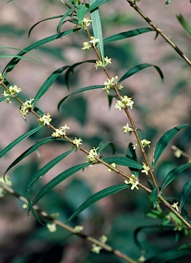 APII jpeg image of Pimelea axiflora subsp. axiflora  © contact APII