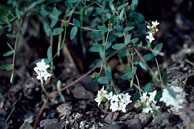 APII jpeg image of Pimelea filiformis  © contact APII