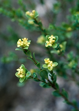 APII jpeg image of Pimelea flava subsp. flava  © contact APII