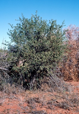 APII jpeg image of Pimelea microcephala subsp. microcephala  © contact APII