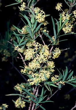 APII jpeg image of Pimelea microcephala  © contact APII