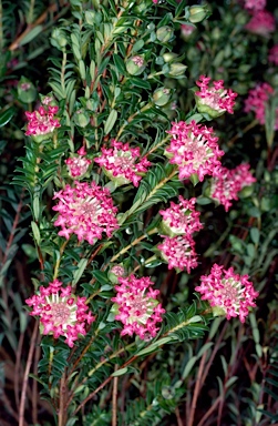 APII jpeg image of Pimelea rosea  © contact APII