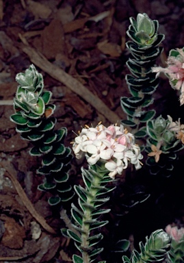 APII jpeg image of Pimelea sericea  © contact APII