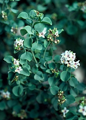 APII jpeg image of Prostanthera cruciflora  © contact APII