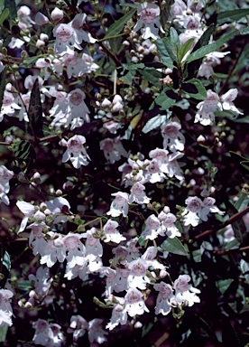 APII jpeg image of Prostanthera lasianthos  © contact APII