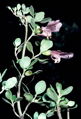 APII jpeg image of Prostanthera ringens  © contact APII