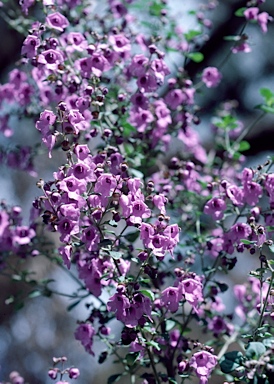 APII jpeg image of Prostanthera rotundifolia  © contact APII