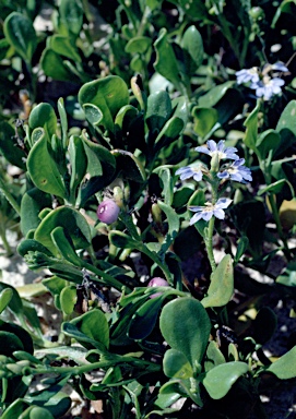 APII jpeg image of Scaevola calendulacea  © contact APII