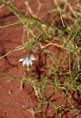 APII jpeg image of Scaevola depauperata  © contact APII