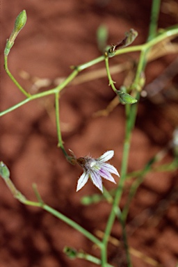 APII jpeg image of Scaevola depauperata  © contact APII