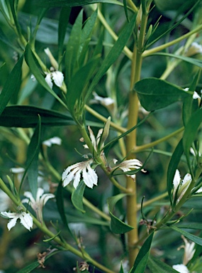 APII jpeg image of Scaevola oldfieldii  © contact APII