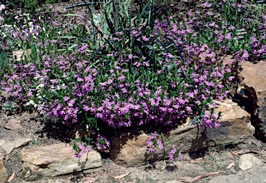 APII jpeg image of Scaevola 'New Blue'  © contact APII