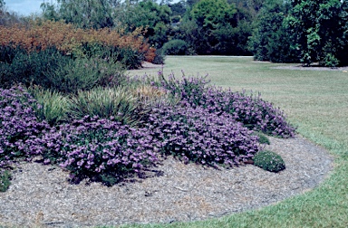 APII jpeg image of Scaevola aemula 'Purple Fanfare'  © contact APII