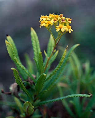 APII jpeg image of Senecio linearifolius var. arachnoideus  © contact APII