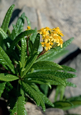 APII jpeg image of Senecio linearifolius var. arachnoideus  © contact APII