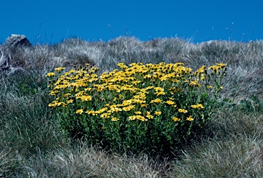 APII jpeg image of Senecio pinnatifolius var. alpinus  © contact APII