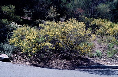 APII jpeg image of Senna artemisioides subsp. zygophylla  © contact APII