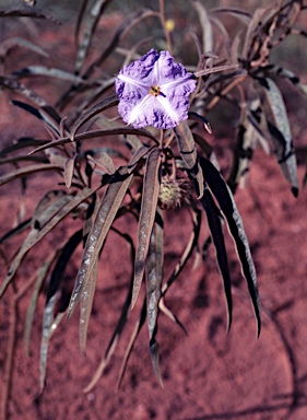 APII jpeg image of Solanum cunninghamii  © contact APII