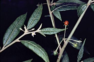 APII jpeg image of Solanum stelligerum  © contact APII