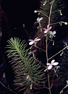 APII jpeg image of Stylidium laricifolium  © contact APII