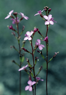 APII jpeg image of Stylidium lineare  © contact APII