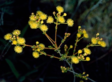 APII jpeg image of Verticordia acerosa var. preissii  © contact APII