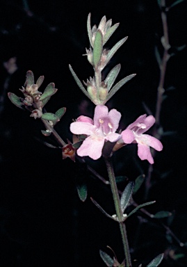 APII jpeg image of Westringia crassifolia  © contact APII