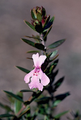 APII jpeg image of Westringia glabra  © contact APII