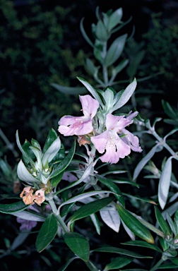 APII jpeg image of Westringia grandifolia  © contact APII