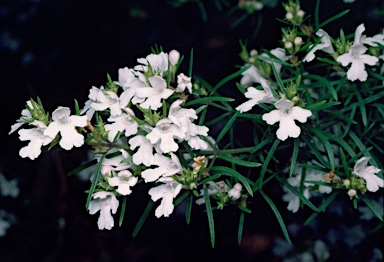 APII jpeg image of Westringia longifolia  © contact APII