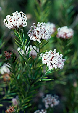 APII jpeg image of Grevillea acerata  © contact APII