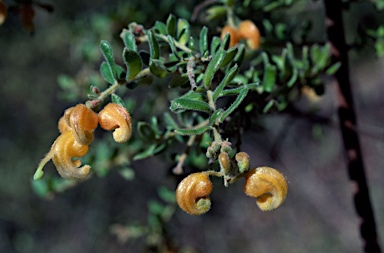 APII jpeg image of Grevillea alpina  © contact APII