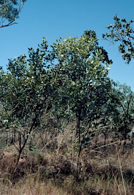 APII jpeg image of Grevillea agrifolia subsp. agrifolia  © contact APII