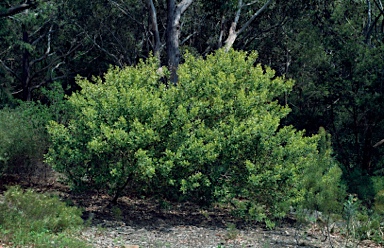 APII jpeg image of Grevillea agrifolia  © contact APII