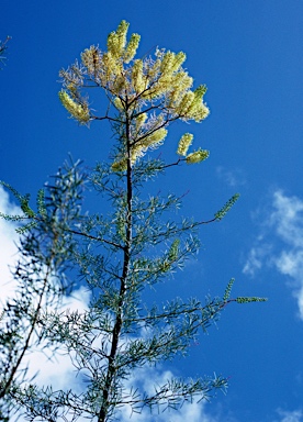 APII jpeg image of Grevillea annulifera  © contact APII