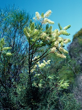 APII jpeg image of Grevillea annulifera  © contact APII