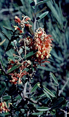 APII jpeg image of Grevillea aspera  © contact APII