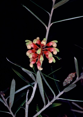 APII jpeg image of Grevillea aspera  © contact APII