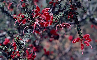 APII jpeg image of Grevillea asteriscosa  © contact APII