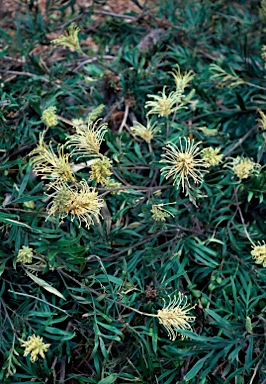 APII jpeg image of Grevillea banksii  © contact APII