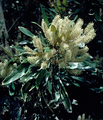 APII jpeg image of Grevillea baileyana  © contact APII