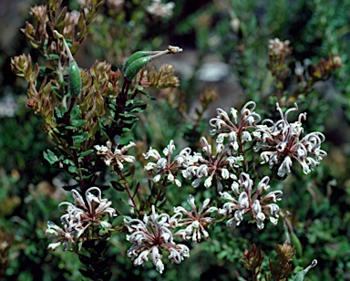 APII jpeg image of Grevillea buxifolia subsp. buxifolia  © contact APII