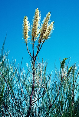 APII jpeg image of Grevillea candelabroides  © contact APII