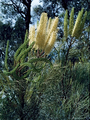 APII jpeg image of Grevillea candelabroides  © contact APII