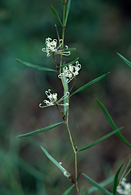 APII jpeg image of Grevillea christineae  © contact APII